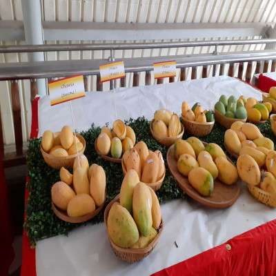 Mango Festival Travel Plan